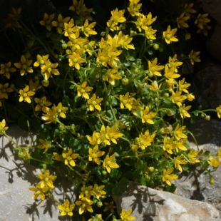 Saxifraga sibthorpii